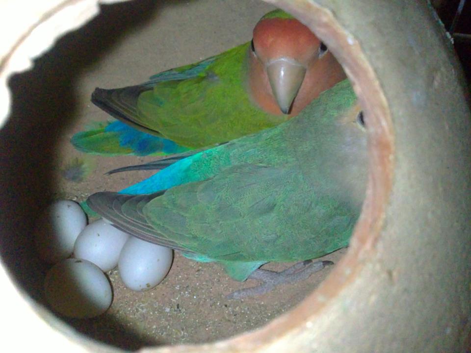 Lovebird Pair For Sale In Karachi Pets For Sale In Pakistan