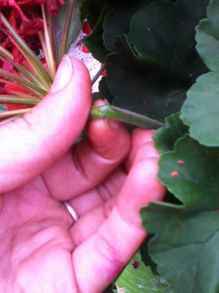 Twinkle Toes 'n' Stardust How to Deadhead/Clean Geraniums
