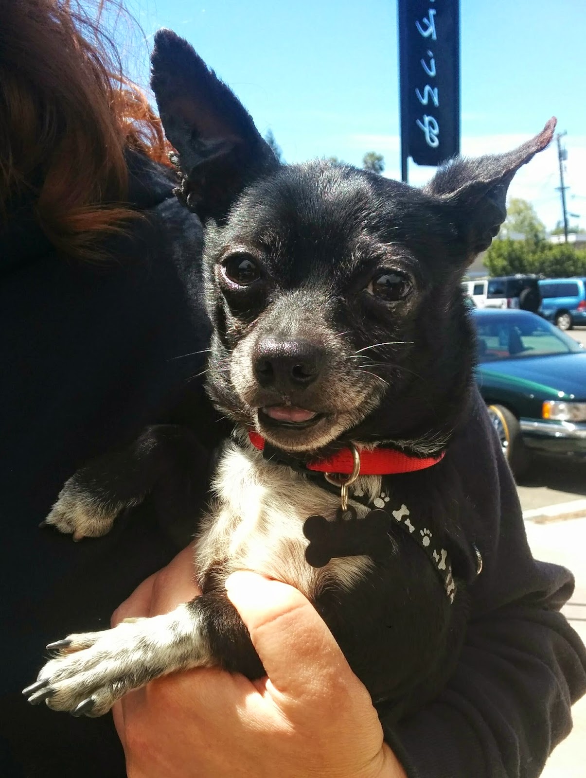 For the Love of Dogs Peppercorn's Plight Undesirability