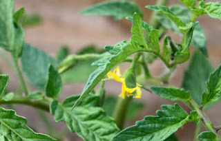 One of our tomato plants has a flower also One of our tomato plants has a flower also