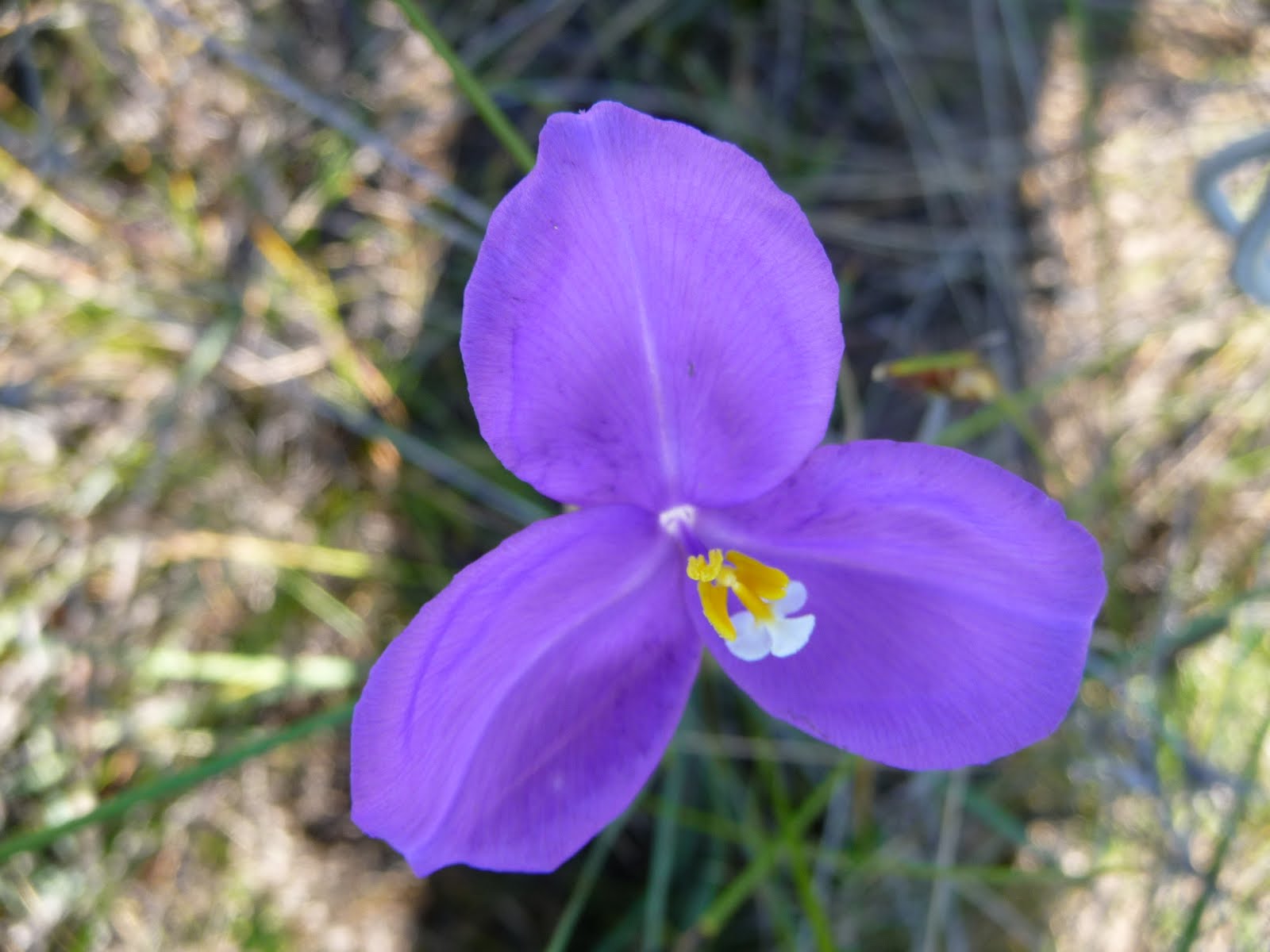 Bushwalking on the Sunshine Coast, Queensland. Wallum Wild Flowers