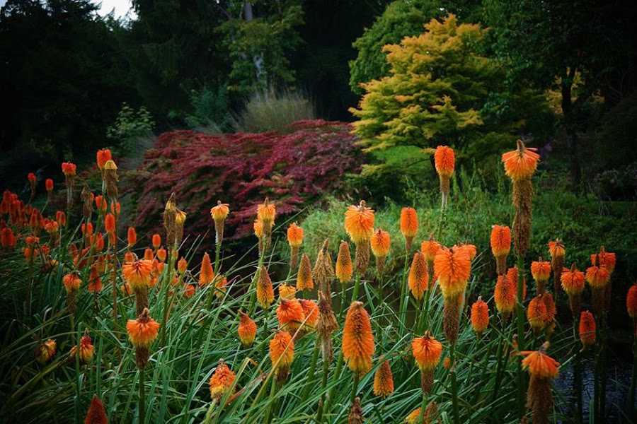 KNIPHOFIA