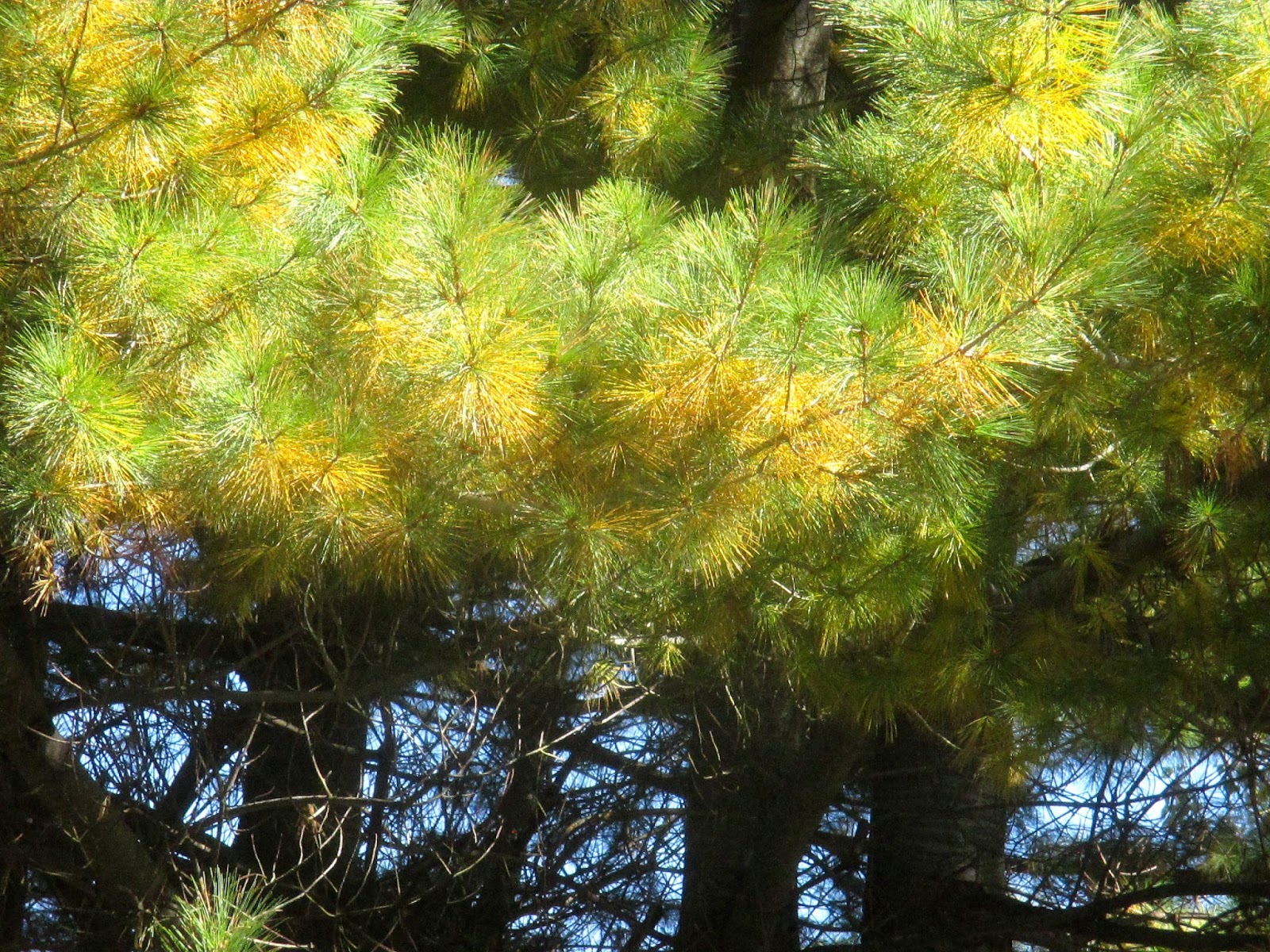 Art's Bayfield Almanac WHITE PINES ARE SHEDDING THEIR NEEDLES