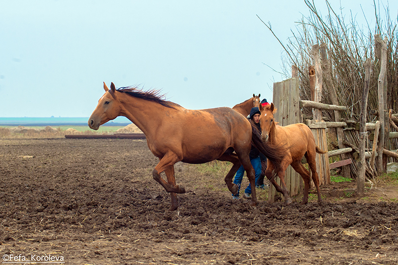 YY0P8134-245.jpg
