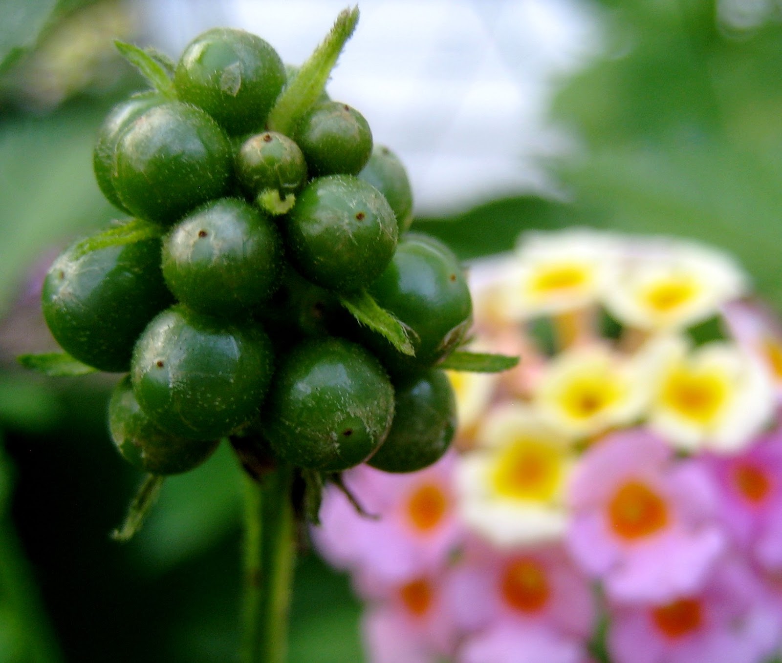 Living Rootless Opelousas May flowers in Vieux Village