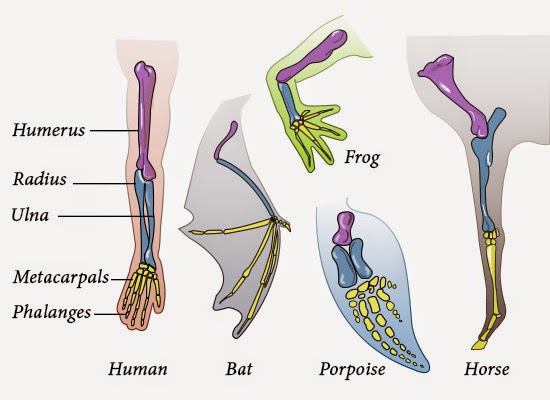 Blondieblog: Analogy/Homology Assignment