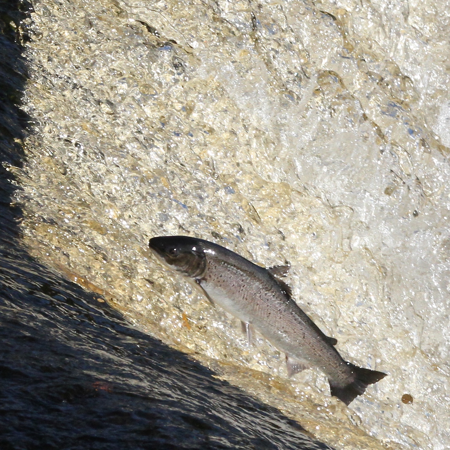TrogTrogBlog Leaping salmon at Hexham weir