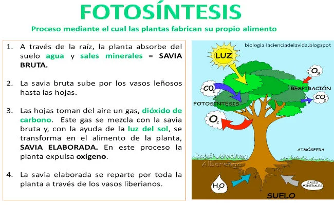 Fotosintesis para Niños