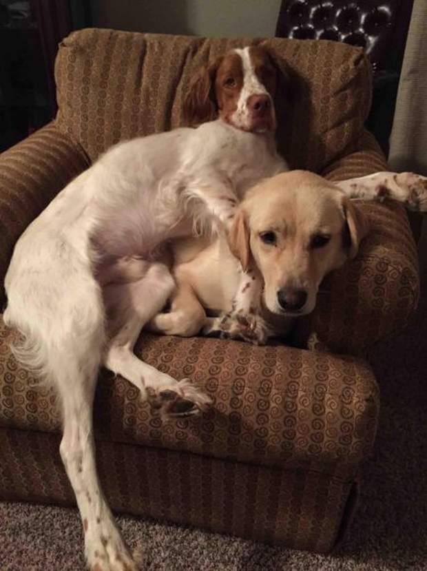 Cute dogs - part 144, cute dog pictures, funny dog photo, best cute dog pics