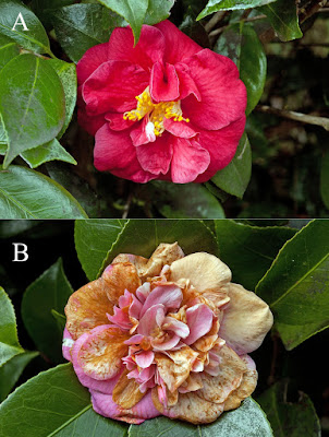 Ciborinia camelliae