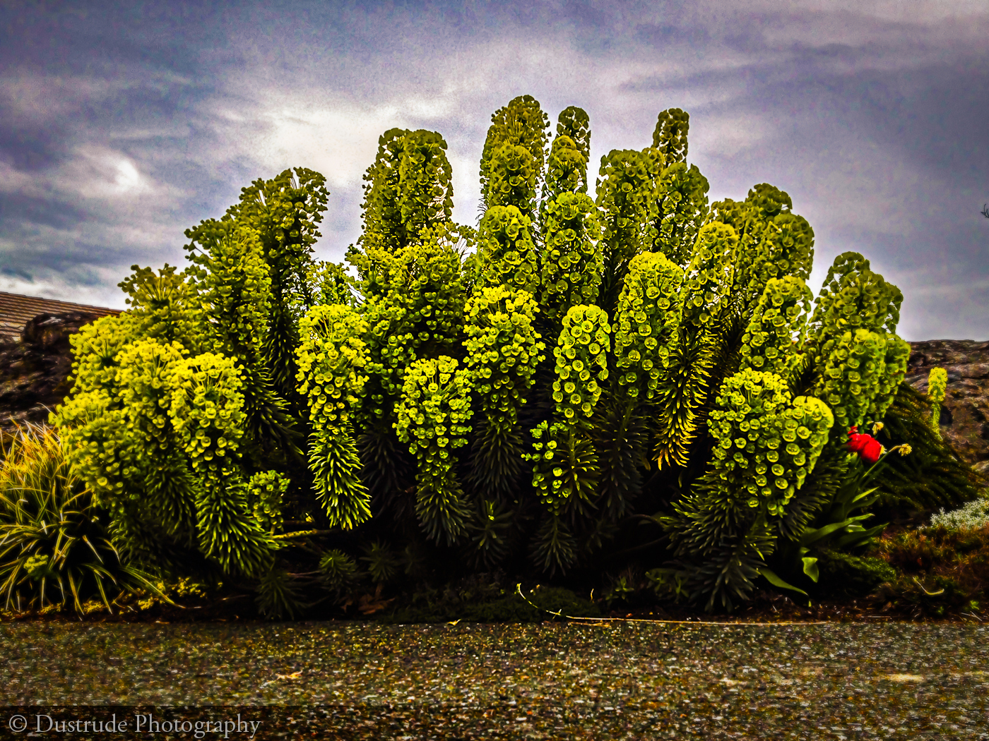 365 A Daily Photo Blog For 2021 Alien Plant Life 365-a-daily-photo-blog-for-2021-alien-plant-life