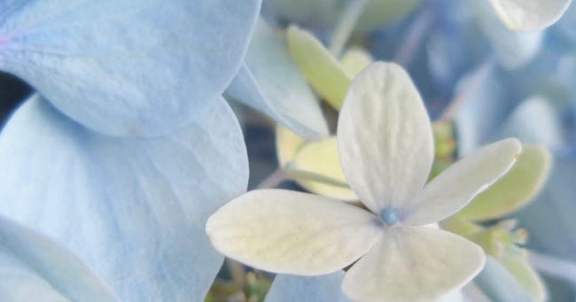 Giant Hydrangea Hortensia Pictures