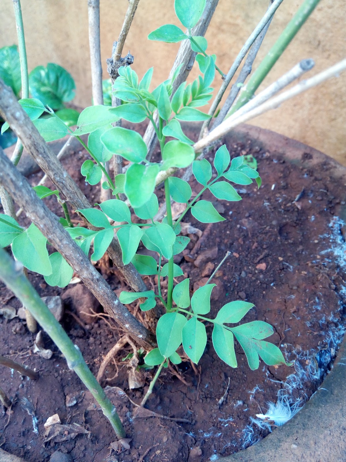 Growing Mogra Chameli from Cuttings Practical Guidelines with Photographs