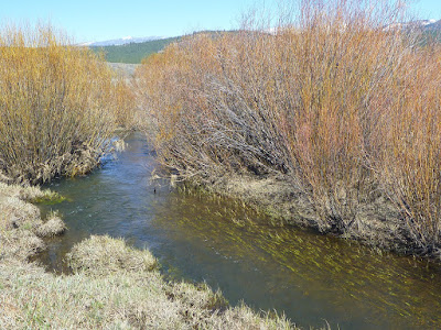 Martis Creek on a spring day Martis Creek