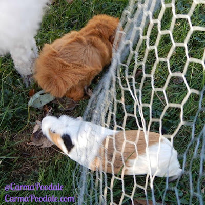 Guinea pig going under a fence