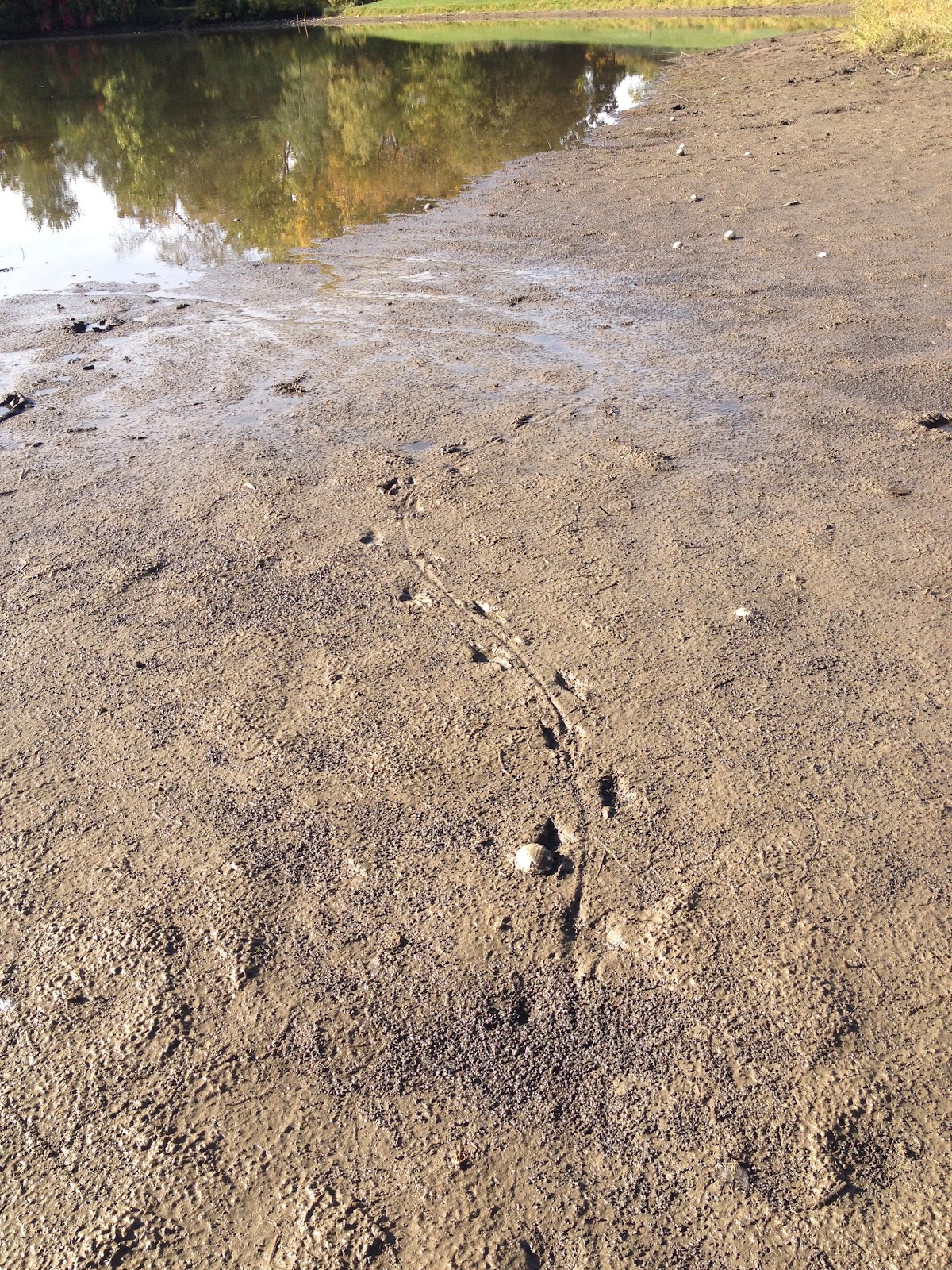 Leslie Park Golf Course: Traver Creek Project: Turtle Relocation ...
