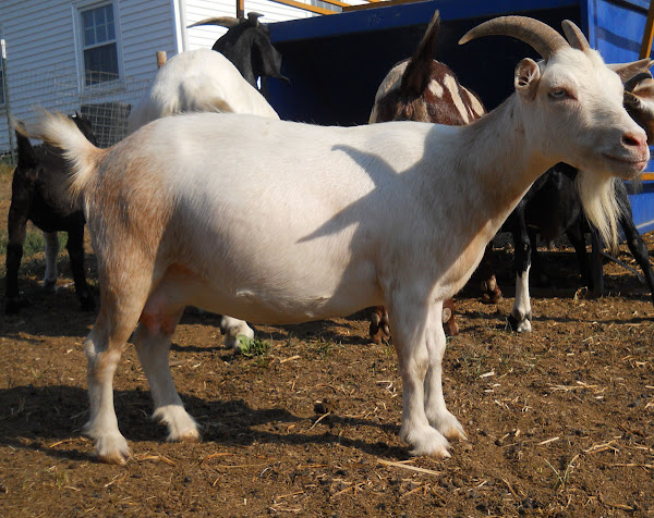 goat farming, goat farming business, commercial goat farming, goat farming in kenya, goat farming business kenya