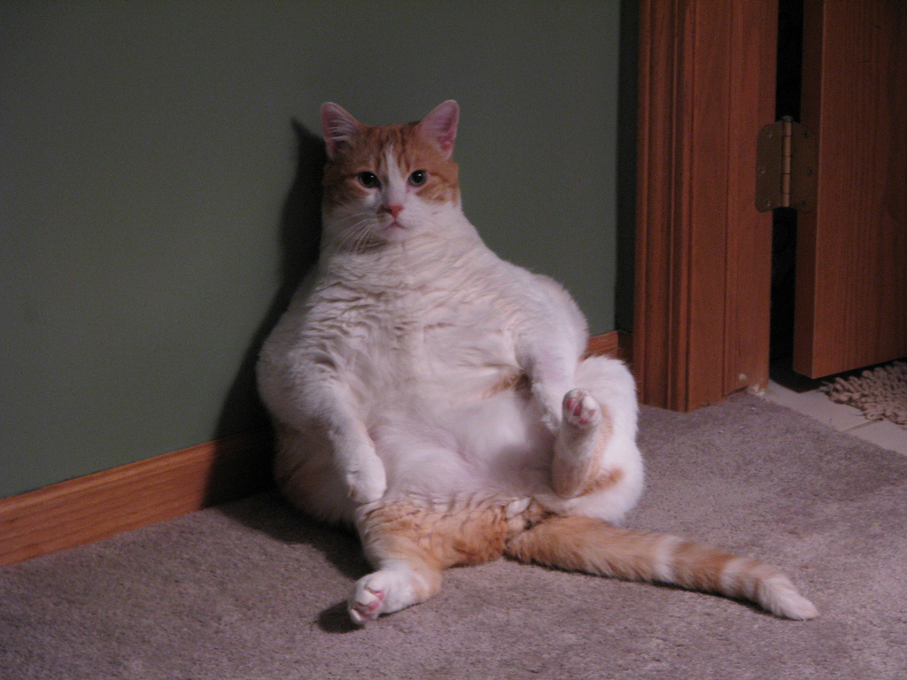 Obezitatea la pisici