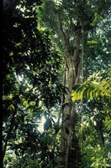 Rainforest Strangler Fig