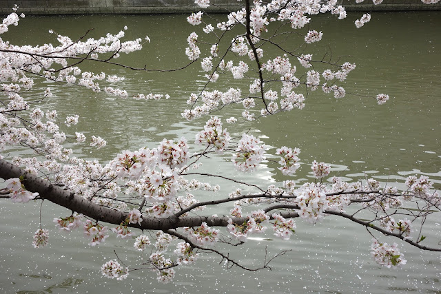 Sakura at Meguro river 2013