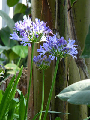 Agapanthus Lily of the Nile 2016 Allan Gardens Conservatory Spring Flower Show by garden muses-not another Toronto gardening blog