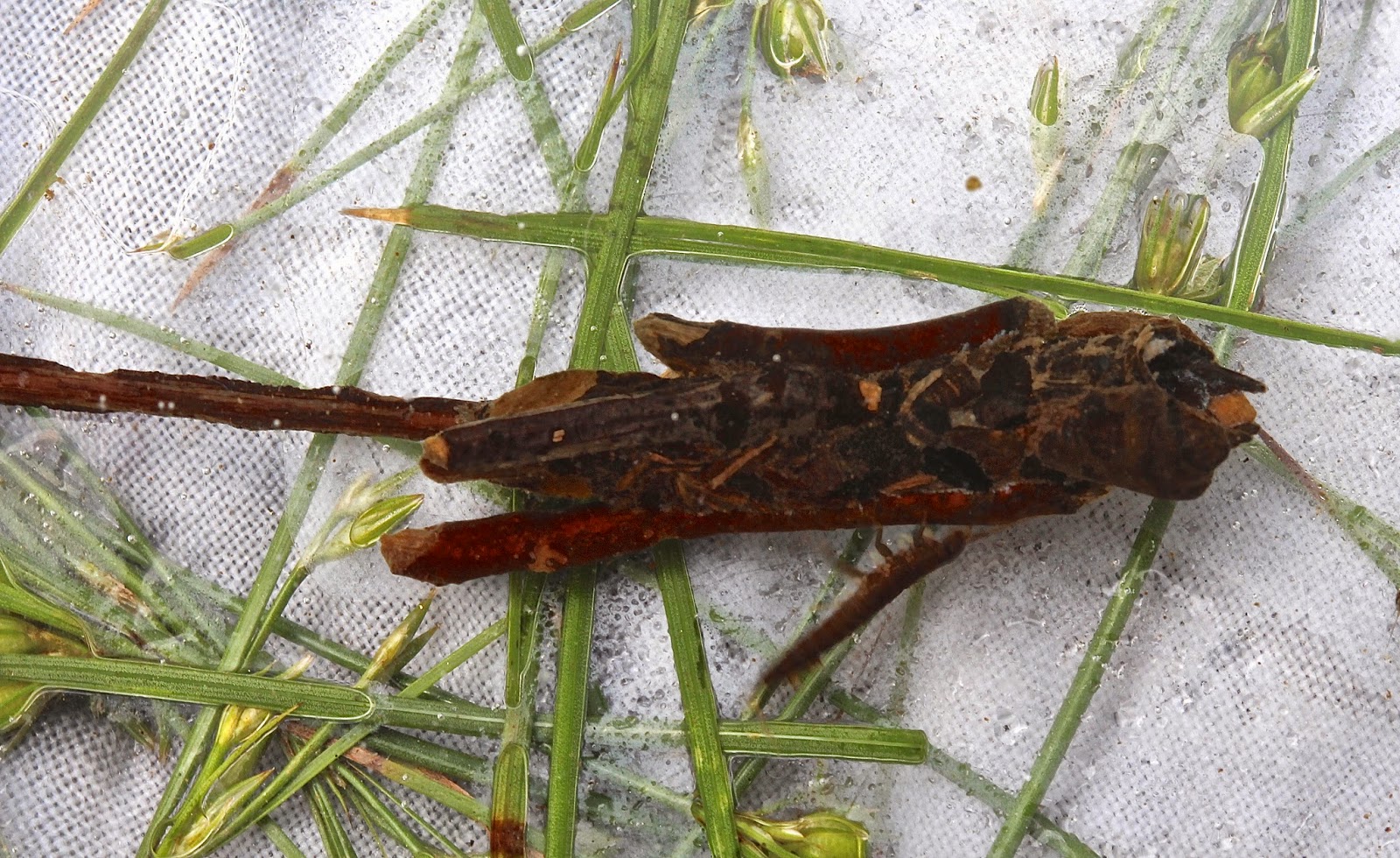Aquatic Insects of Central Virginia: June 2014
