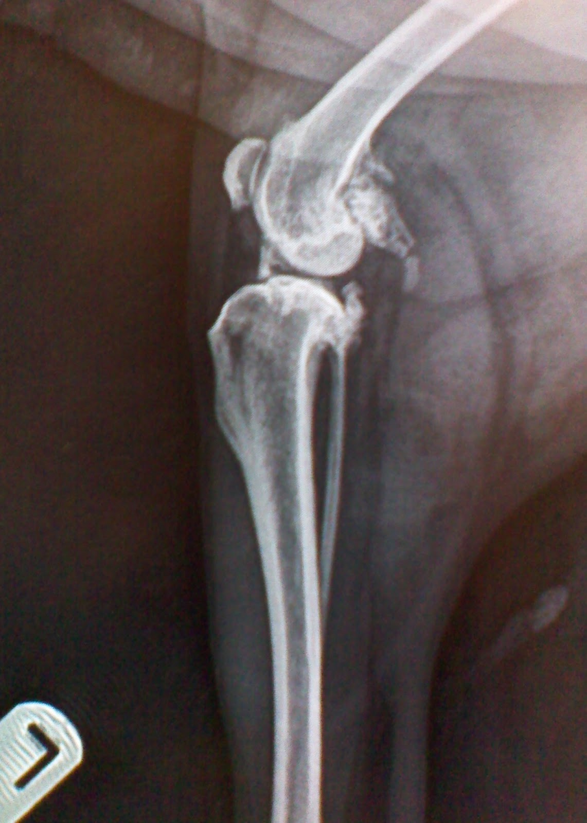 VeteriSilvia Septic arthritis in a senior dog