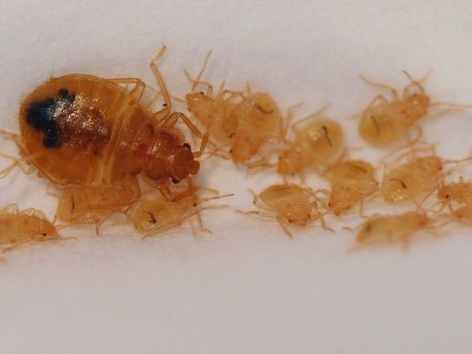 Bed Bug Unnoticed Bed Bug Unnoticed