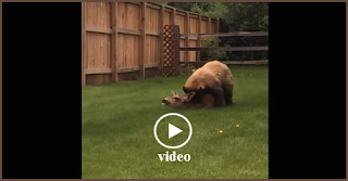 Bear attacks and kills deer in residential neighborhood, video hq Bear attacks and kills deer in residential neighborhood