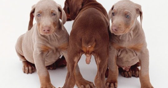 Parvo (Parvovirus) in Hunde Baby hunde