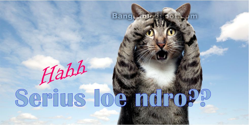 21 Wallpaper  Gambar  Kucing  Dengan  Kata  Kata  Bangiz