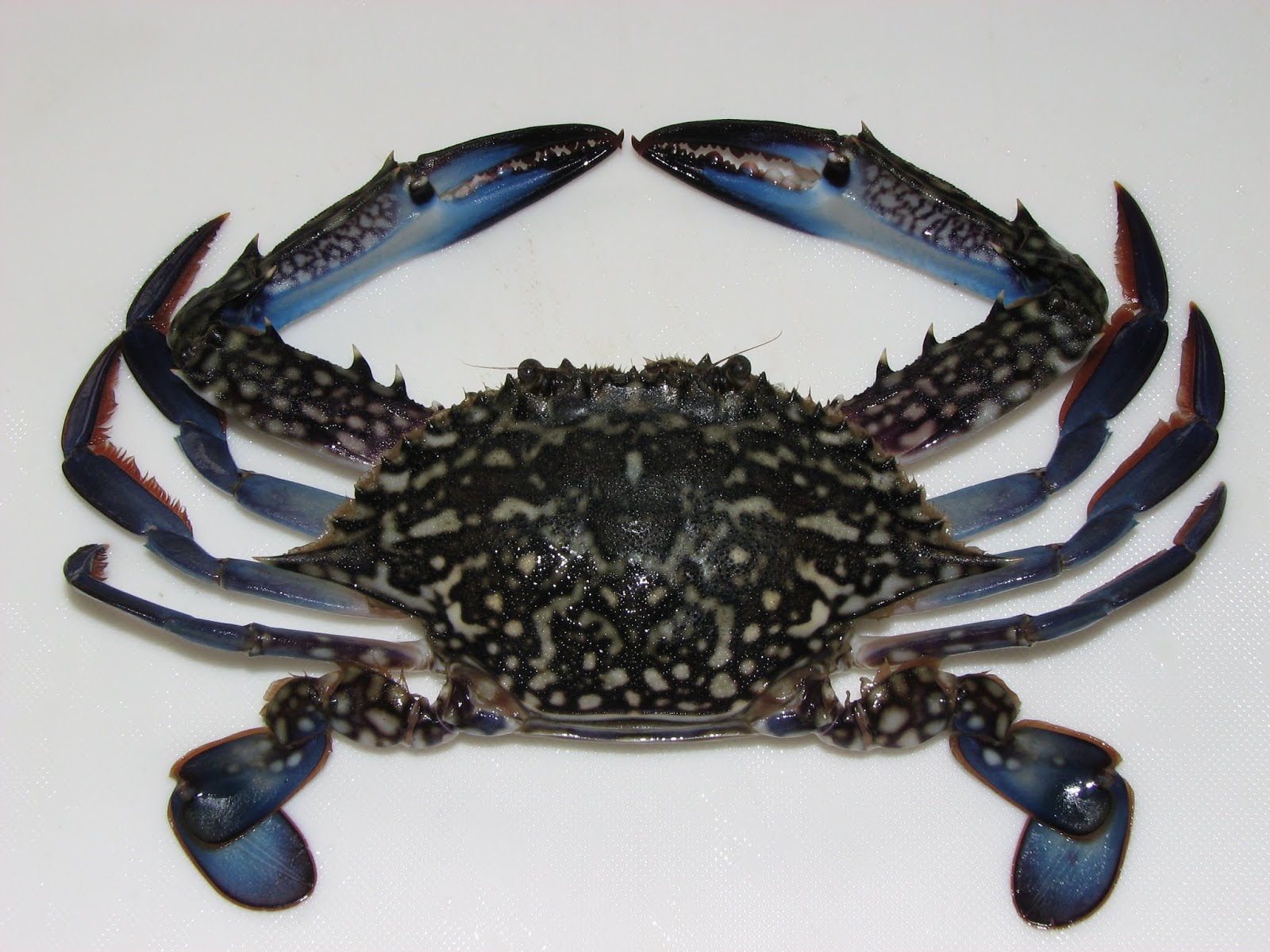 Oppdag Fisk! Portunus Trituberculatus/Gazami Crab/Japanese Blue Crab