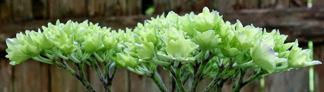 hydrangea blossoming