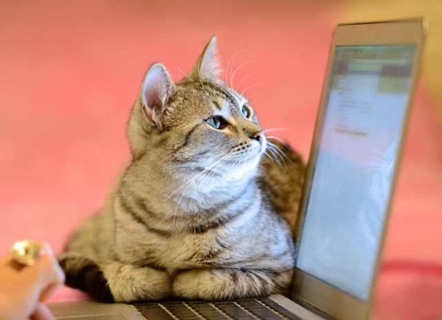 A cat looking at a computer with a list of the best pet blogs to follow