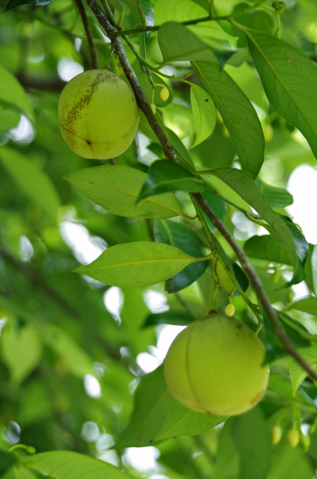 Trees and Plants Nutmeg