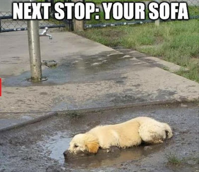 Dog Humor : Next Stop The Sofa..