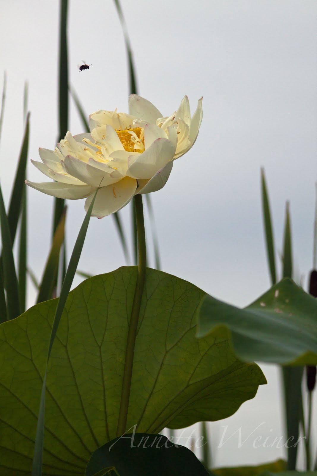Weiner Art Sunflowers and Water Lilies!