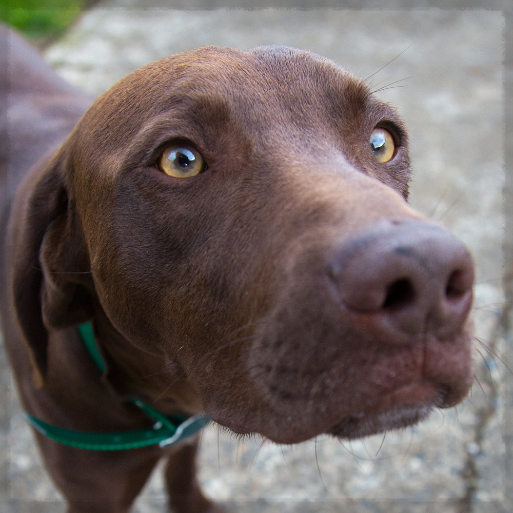 Shelter Dogs of Portland george young weimlab mix