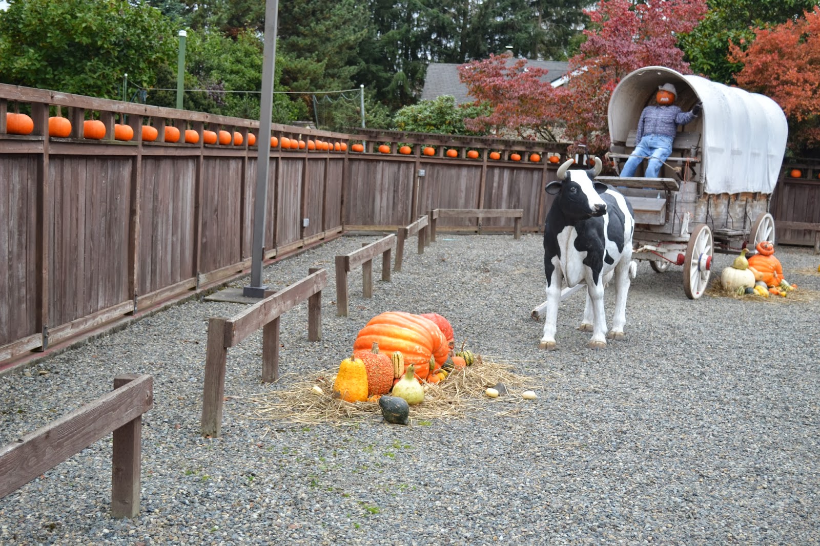 The Outlaw Gardener A Pumpkin Patch Visit; Spooner Farms Harvest Festival.