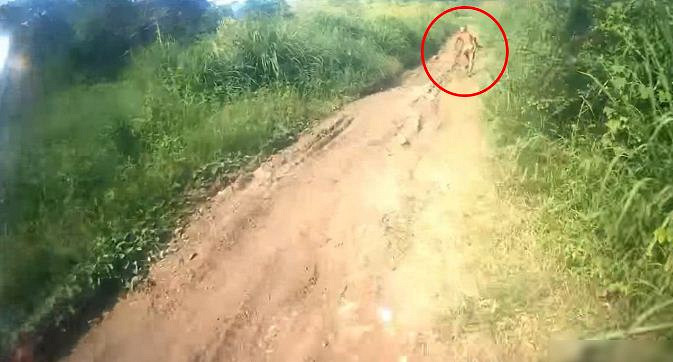 asalcetak: Munculnya "Suku Mante"