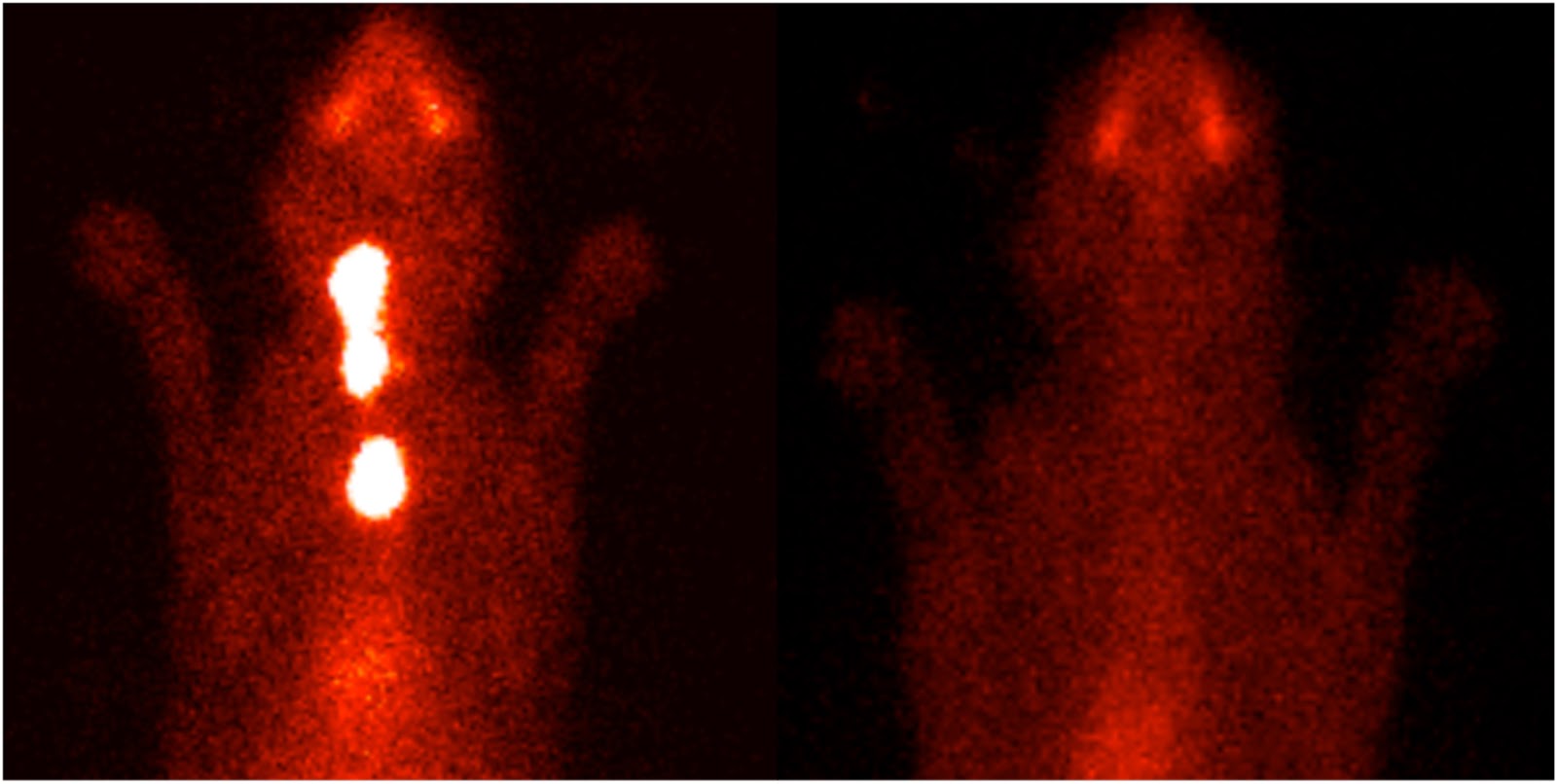 Animal Endocrine Clinic Thyroid Scintigraphy for Diagnosis and Staging