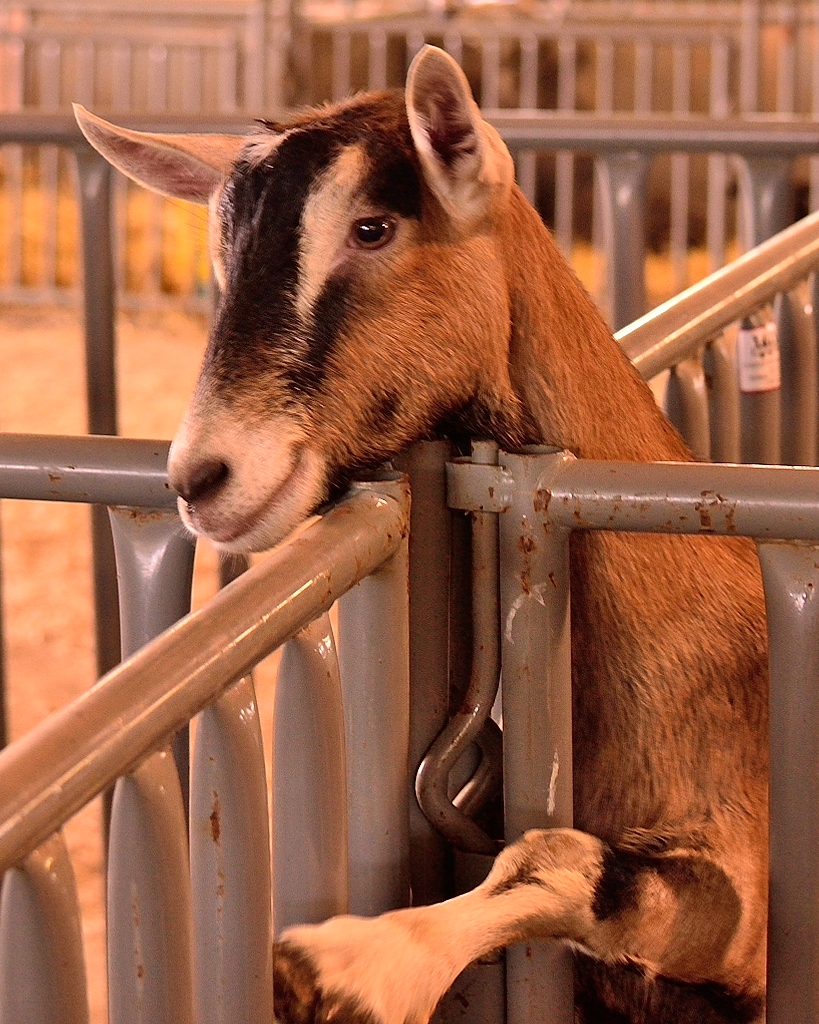Bleecker Mountain Life Let's Go To The Fonda Fair!