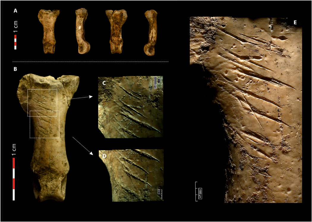 Falange de águila imperial ibérica procesada por neandertales en Cova Forada (Calafell, Tarragona). Foto: Antonio Rodríguez-Hidalgo, IDEA. Falange de águila imperial ibérica procesada por neandertales en Cova Forada (Calafell, Tarragona). Foto: Antonio Rodríguez-Hidalgo, IDEA.