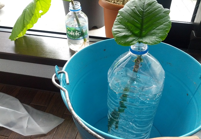 ウンベラータ剪定 挿し木 ウンベラータ剪定 挿し木