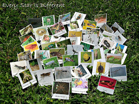 50 Insect Cards for Kids (free printable)