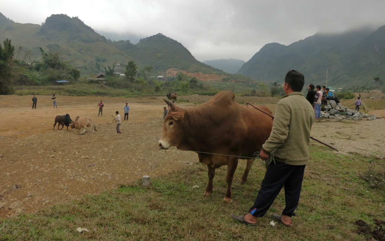 Бой быков в Лаосе