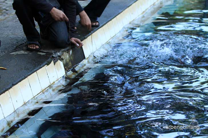 kolam cibulan kuningan