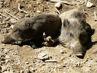 Wildschweine in der Grünwalder Sauschütt