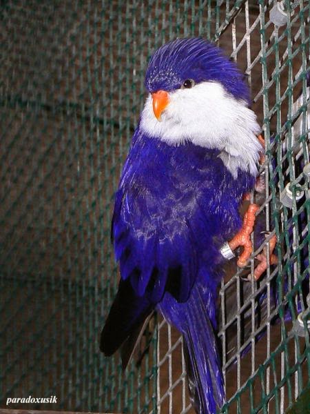 PAKISTAN POULTRY,LIVESTOCK AND CAGE BIRDS: Information about all Types