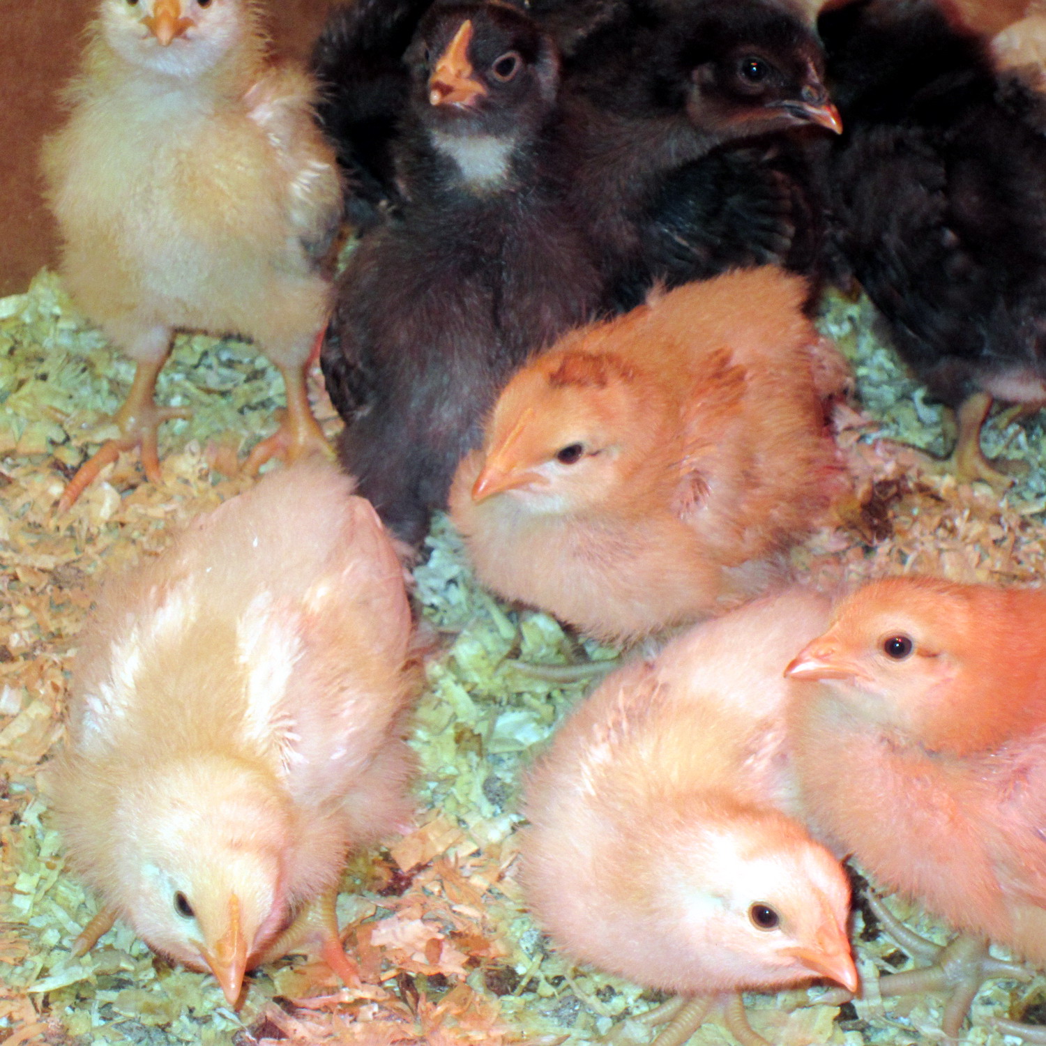 Mountain Feathers Our Latest baby Chicks